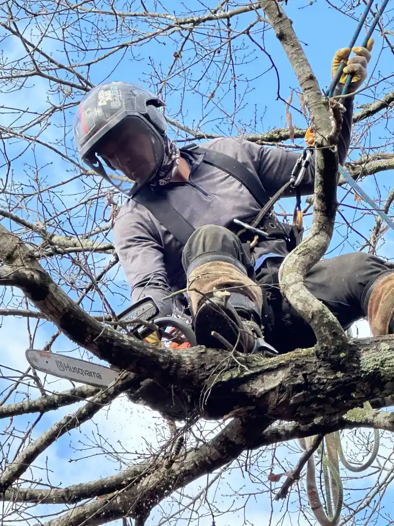 about BW Tree Removal your Top-Rated Tree Removal in Central Savannah River Area