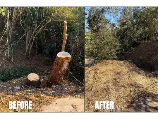 Stump Grinding in Central Savannah River Area