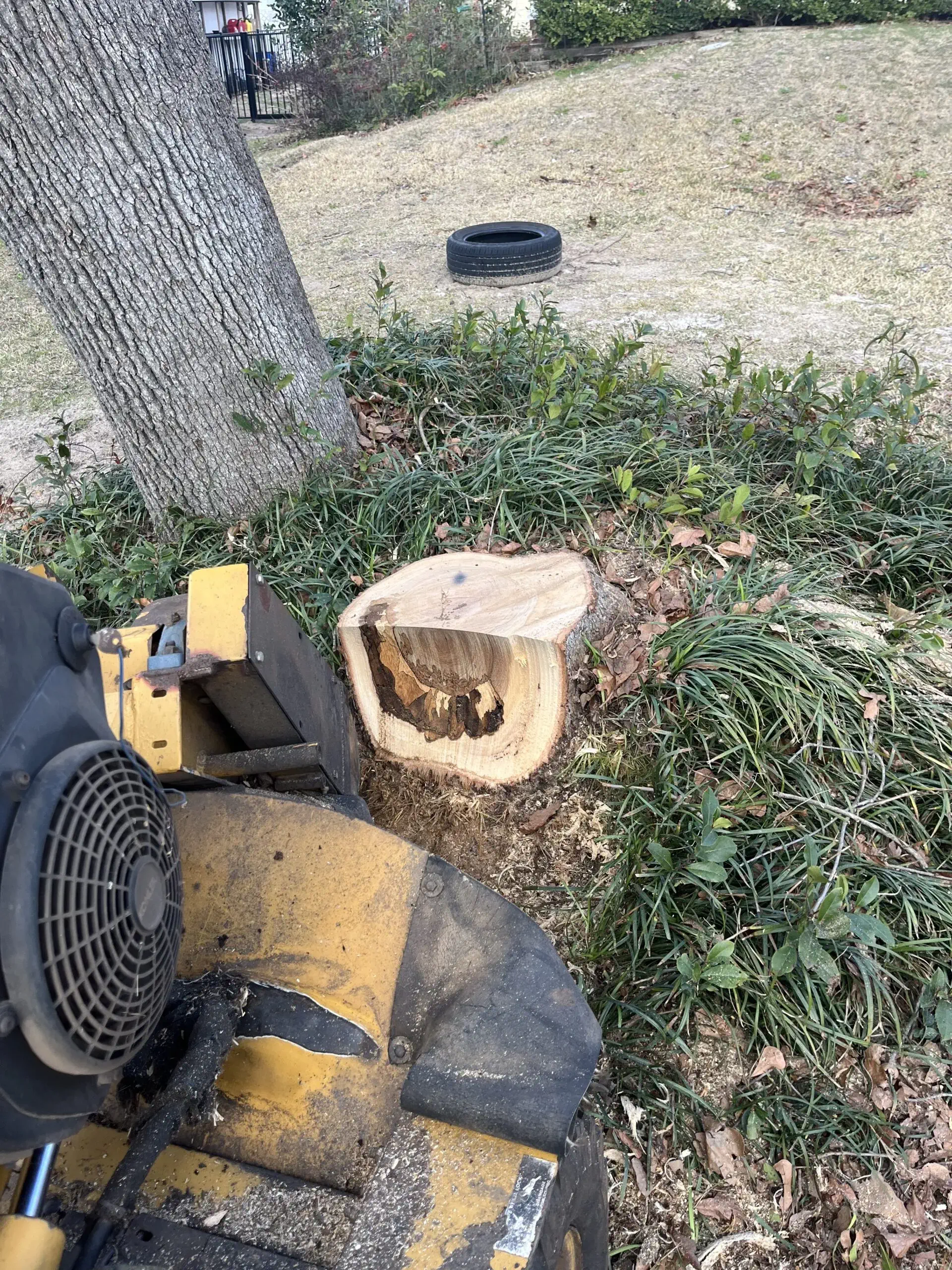 Stump Grinding Near Me, Skilled arbor crew rigging sections of tall tree away from nearby roof