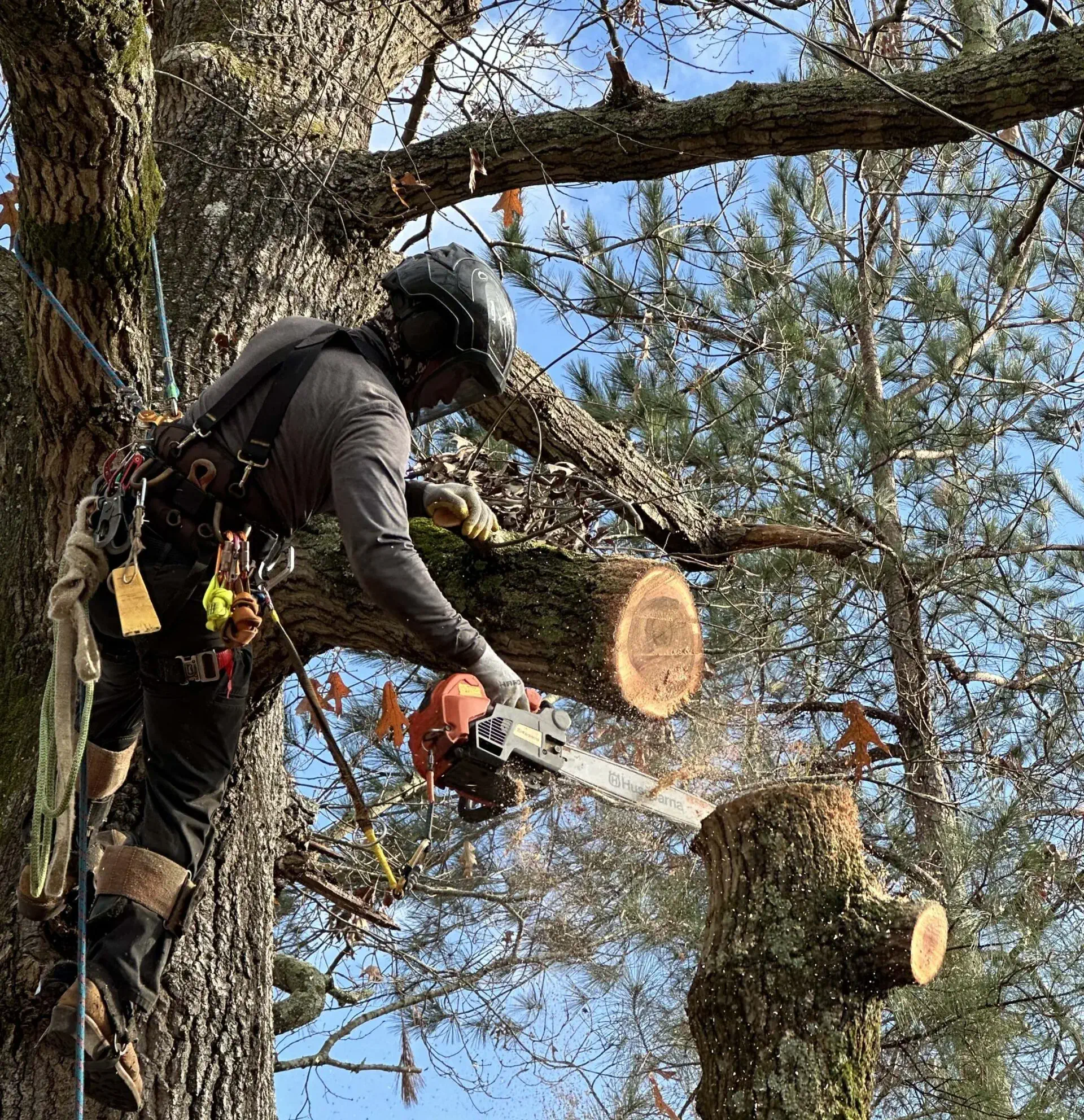 Top-Rated Tree Removal in Central Savannah River Area