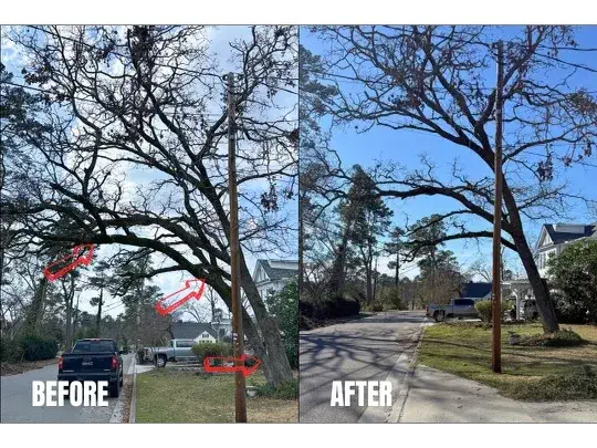 Tree Removal Near Me