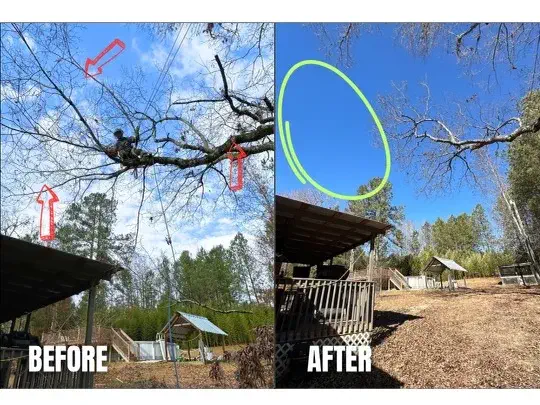 Tree Trimming and Pruning in Central Savannah River Area