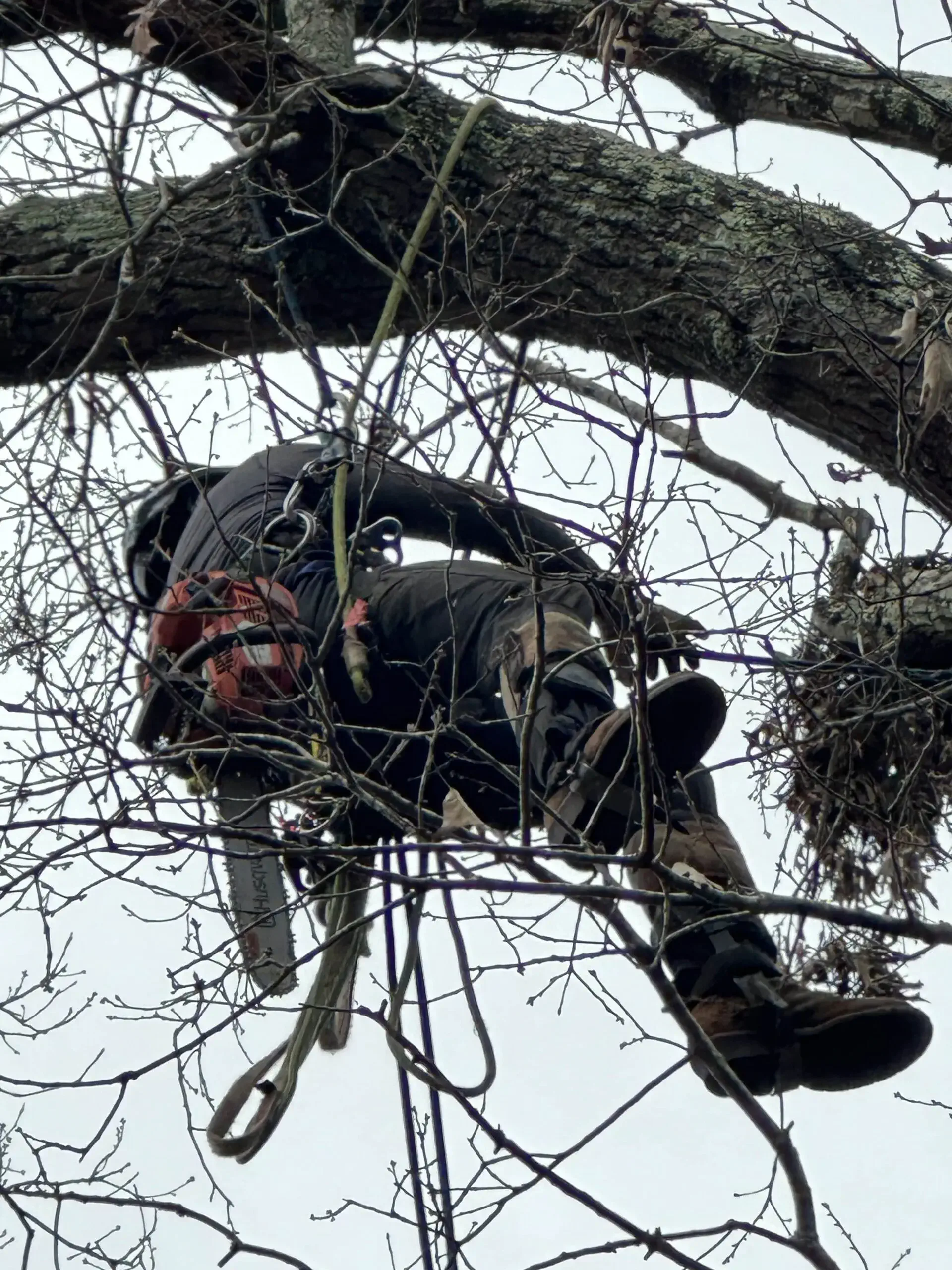Tree Trimming and Pruning Near Me