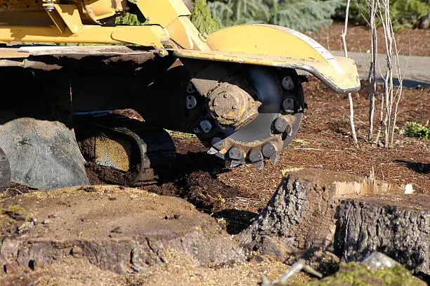 Operator grinding old stump in Graniteville yard before landscaping update