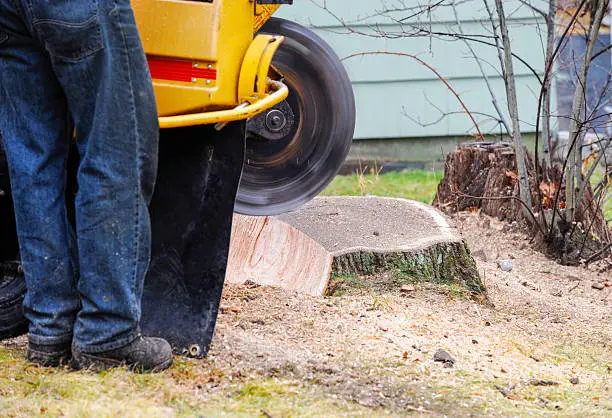 Crew grinding backyard stump before lawn leveling and reseeding project
