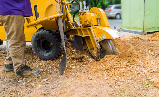 Skilled operator using stump grinder precisely near established landscape edging