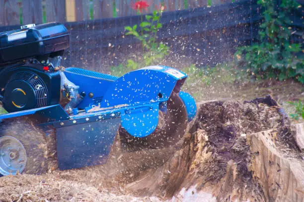 Crew grinding backyard stump before lawn reseeding project at Trenton property