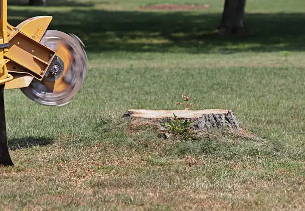 Tree service professional operating stump grinder with controlled depth and careful positioning