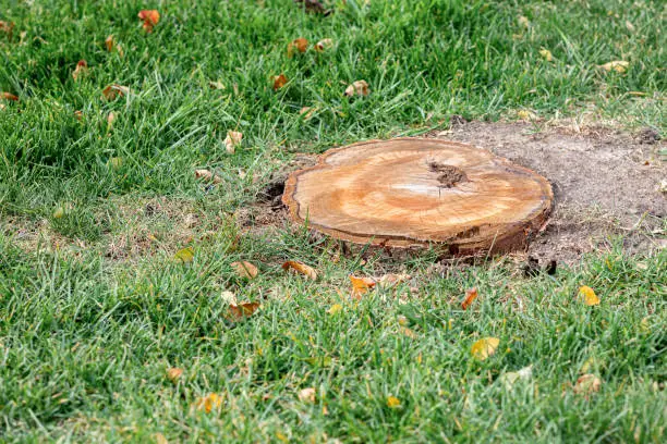 Operator guiding stump grinder carefully around roots in tight residential yard