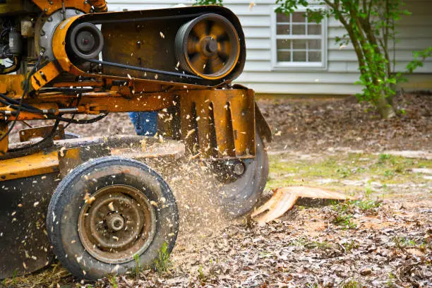 Crew grinding backyard tree stump before new sod installation at Edgefield home