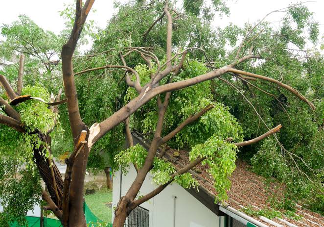 Emergency Tree Removal in Aiken, SC