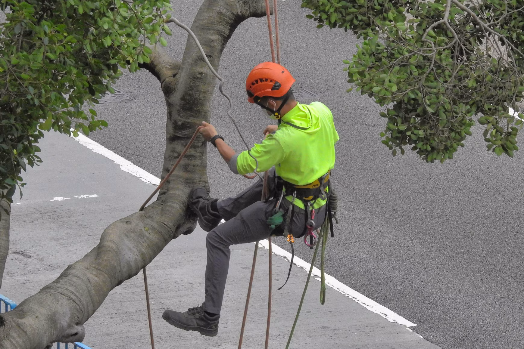 Crew performing Tree Trimming beside a residential yard in Edgefield - SC to improve branch clearance, Arborist performing Tree Trimming on a mature oak in Warrenville - SC near a front yard