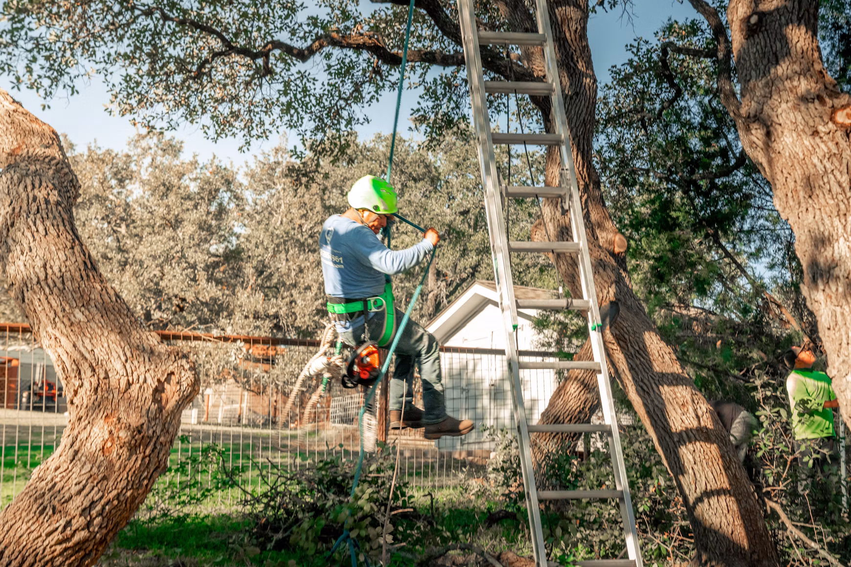 Tree Trimming in Jackson - SC underway as a crew shapes overgrown branches above a residential driveway, Arborist performing Tree Trimming on dense branches in Johnston - SC near a home's roofline, Tree Trimming in Trenton - SC underway as a crew clears overgrown limbs above a driveway
