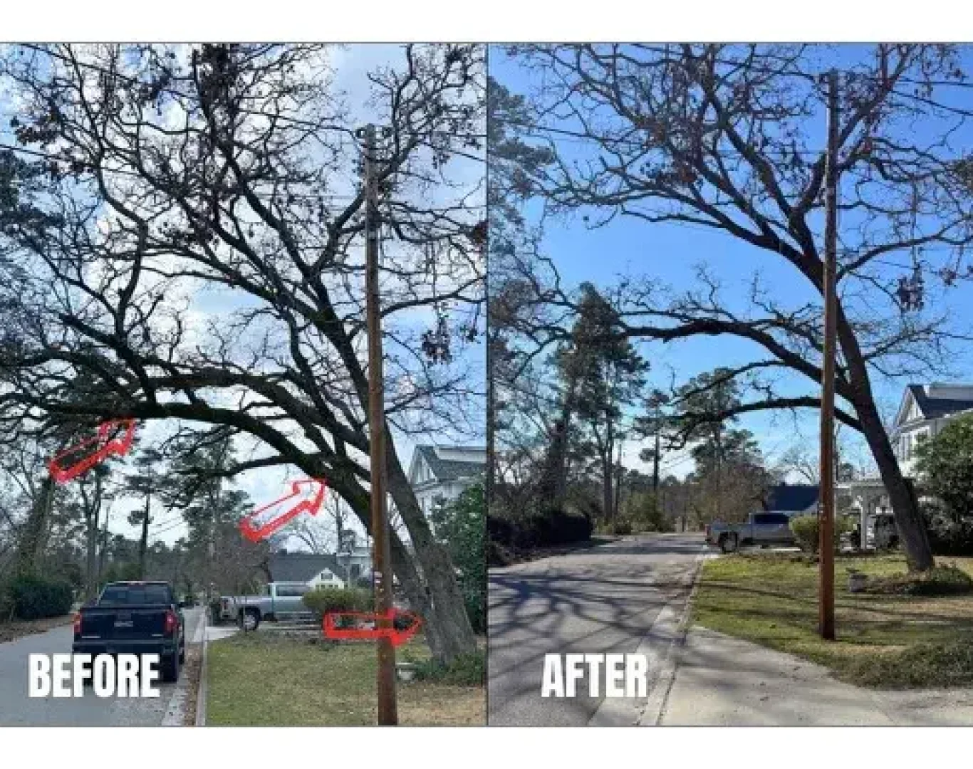 Tree Removal Near Me