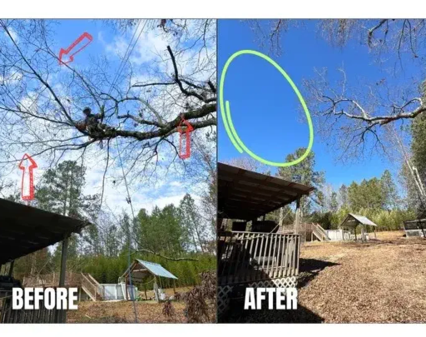 Tree Trimming and Pruning in Central Savannah River Area
