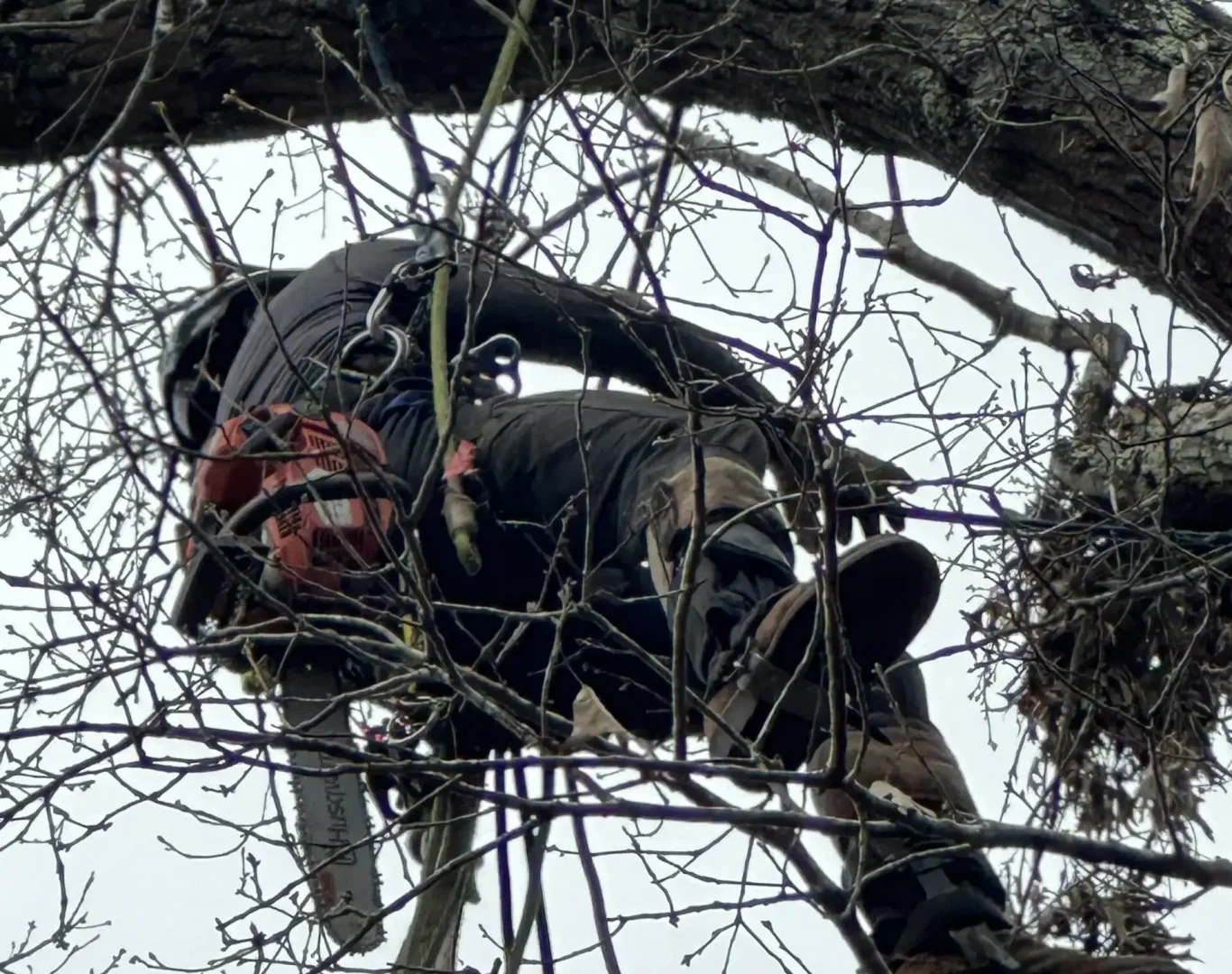 Tree Trimming and Pruning Near Me